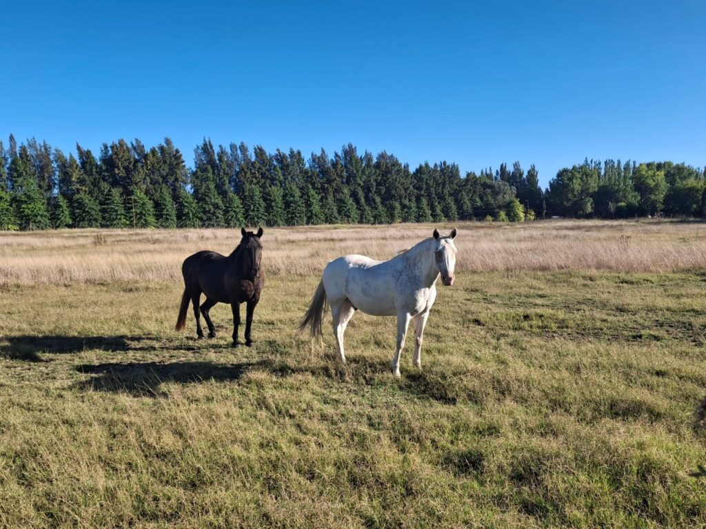 Caballos en General Brandsen