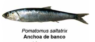 Anchoa de banco - Pomatomus saltatrix