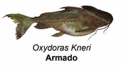 Armado chancho - Oxydoras kneri