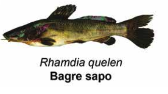 Bagre sapo - Rhamdia sapo