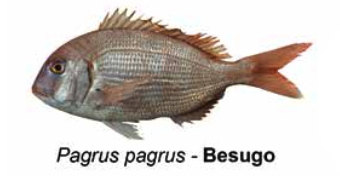 Besugo - Pagrus pagrus