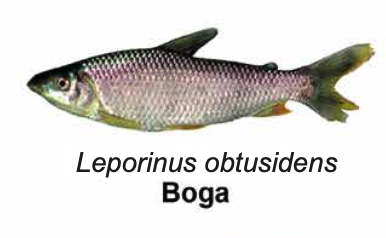 Boga - Leporinus obtusidens