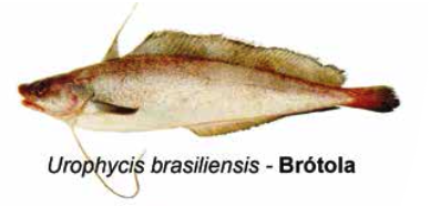 Brótola - Urophycis brasiliensis