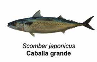 Caballa - Scomber japonicus