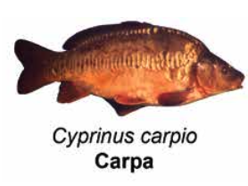 Carpa - Cyprinus carpio