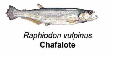 Chafalote - Raphiodon vulpinus
