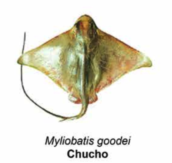 Chucho - Myliobatis sp.