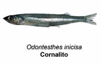 Cornalito - Odontesthes incisa