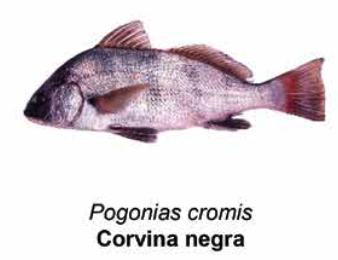 Corvina negra - Pogonias cromis