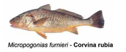 Corvina rubia - Micropogonias furnieri