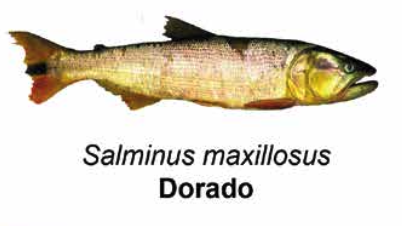 Dorado - Salminus maxillosus
