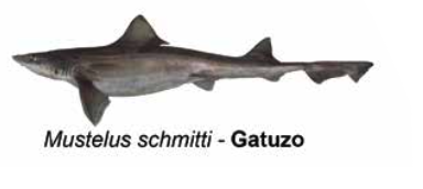 Gatuzo - Mustelus schmitti