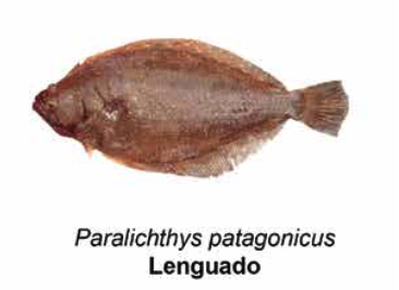 Lenguado - Paralichthys