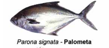Palometa - Parona signata