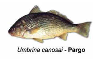 Pargo - Umbrina canosai