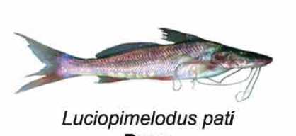 Patí - Luciopimelodus pati