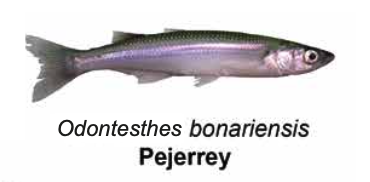 Pejerrey - Odontesthes bonariensis