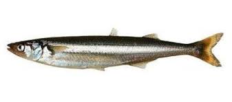 Pejerrey corno - Odonthestes smitti