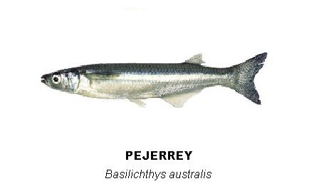 Pejerrey marino - Odontesthes incisa