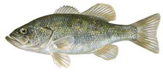 Perca - Percichthys trucha