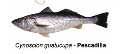 Pescadilla - Cynoscion guatucupa
