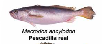 Pescadilla real - Macrodon ancylodon