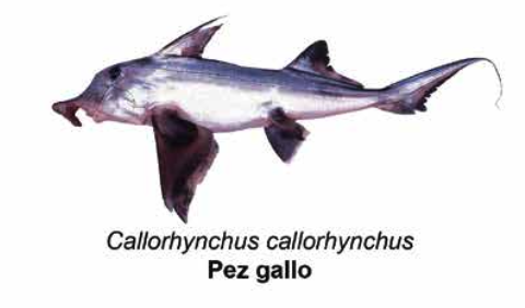 Pez gallo - Callorhynchus callorhynchus