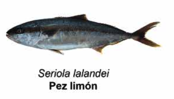 Pez limón - Seriola lalandei