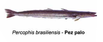 Pez palo - Percophis brasiliensis