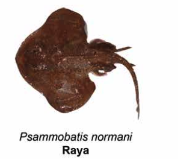 Raya - Atlantoraja sp.