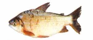 Sábalo - Prochilodus lineatus