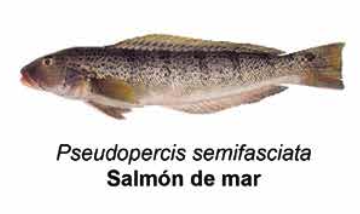 Salmón de mar - Pseudopercis semifasciata