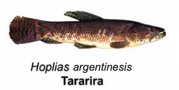 Tararira - Hoplias malabaricus